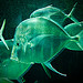 Fischi