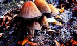 Pilze